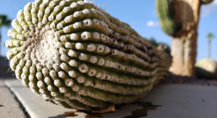 A damaged saguaro cactus stands with a recently fallen arm resting on the sidewalk in Mesa, Arizona.
