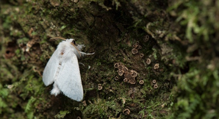 A white moth sits on a mossy surface