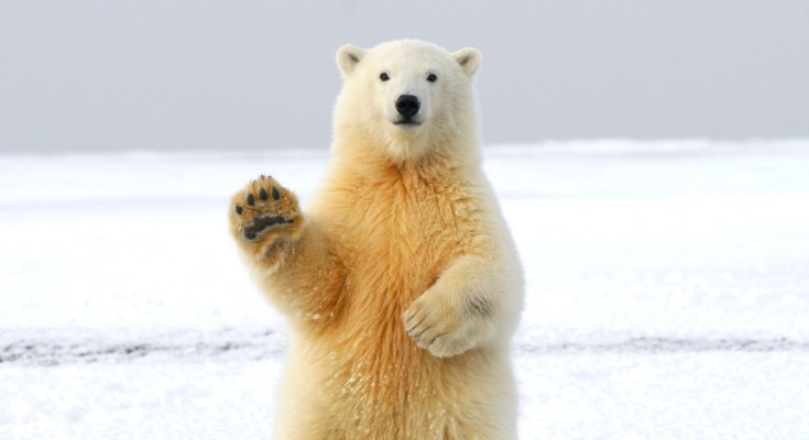 A polar bear appears to wave as it sits upright on a snowy landscape in Russia.
