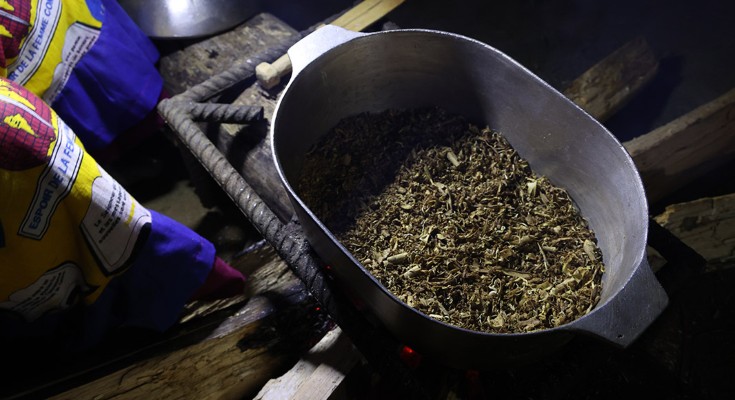 Shredded iboga root, the main ingredient in the psychedelic drug ibogaine, is prepared for use in a traditional ceremony in Gabon