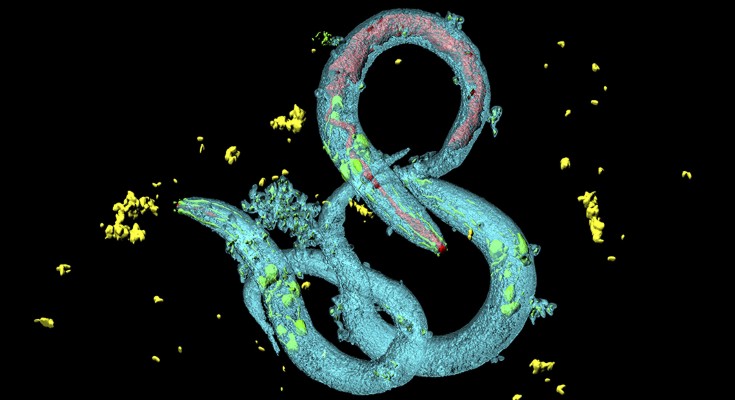 Confocal laser scanning micrograph of Caenorhabditis elegans worms showing neurons (nerve cells) and the digestive tract