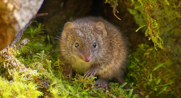 A marsupial in amongst foliage