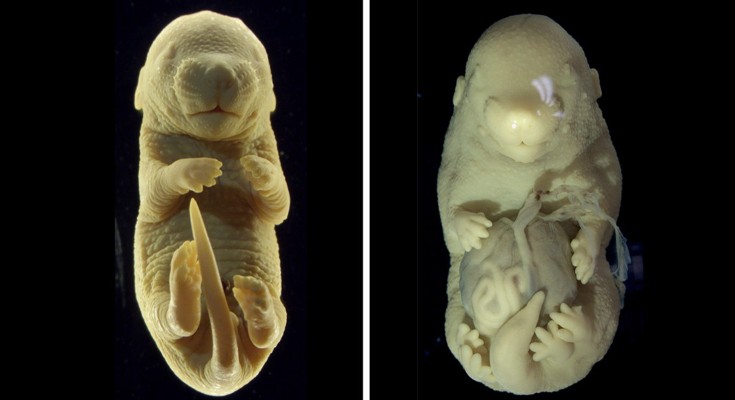On the left is an image of a normal mouse foetus on a black background. On the right, is a foetus with six limbs, and several of its internal organs protrude from its abdomen