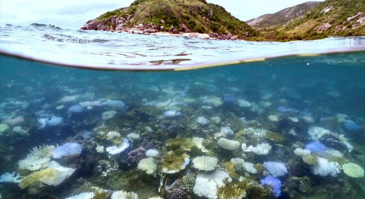 A photograph, half above water, the bottom half below water. Under water, we see coral. Above water, there are hills covered in flora in the distance