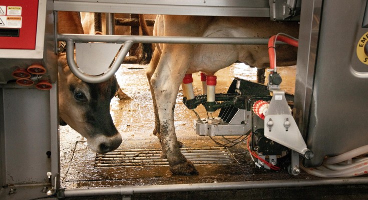 A robotic milker milks Jersey dairy cows