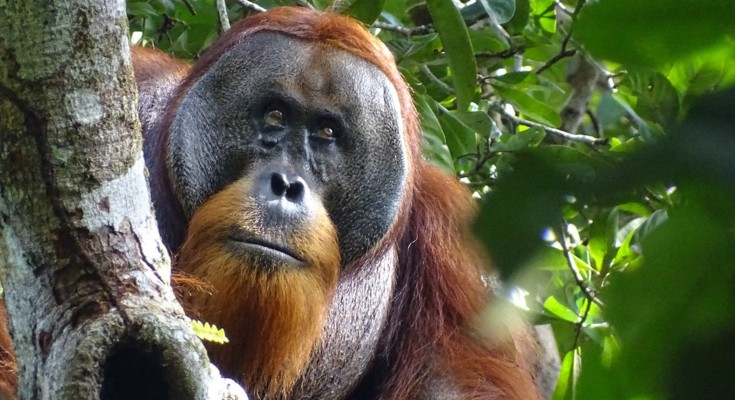 A photograph of an orangutan amongst foliage