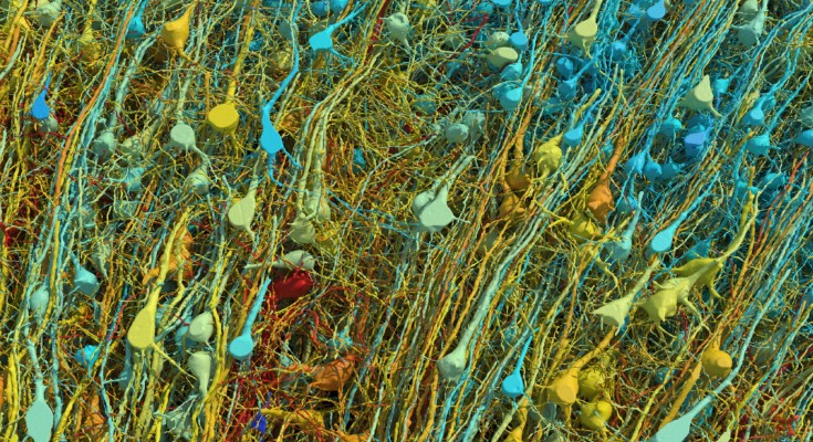 Closely packed neurons, with large bases and long tails, in multiple colours including blue, yellow and green.