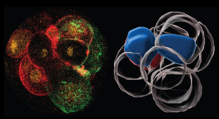 Live imaging and digital reconstruction of a dividing zygote
