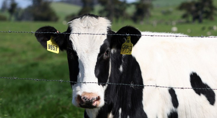 A cow with yellow tags in its ears stands in a field behind a fence