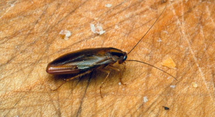 Close up of a cockroach