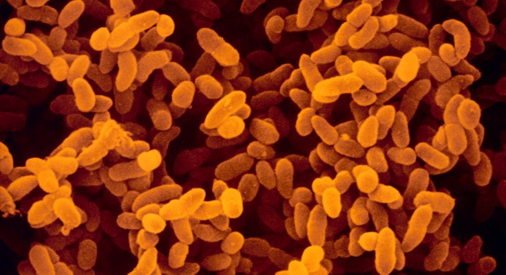 False-colour scanning electron micrograph of a colony of the bacteria Klebsiella pneumonia