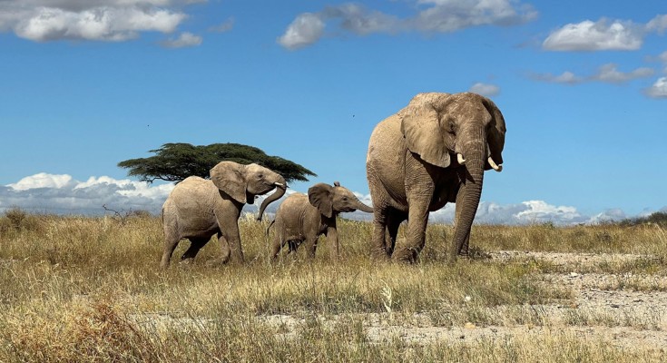 An adult female elephant leads two calves across the savannah