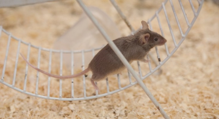 A small brown mouse runs in a hamster wheel above a bed of wood shavings