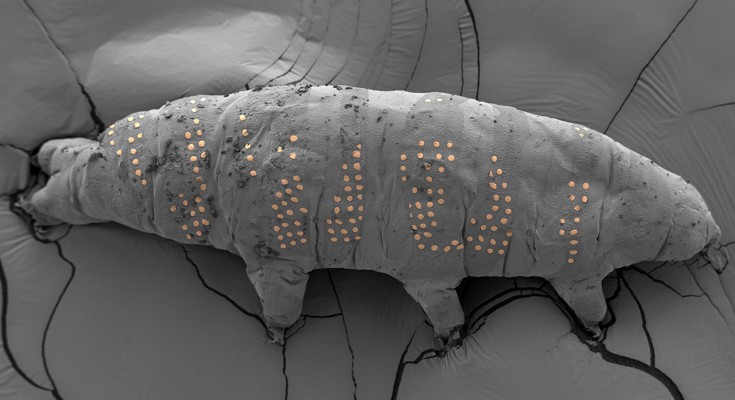 a close-up of a tardigrade with a pattern of copper circles tattooed on its grey body