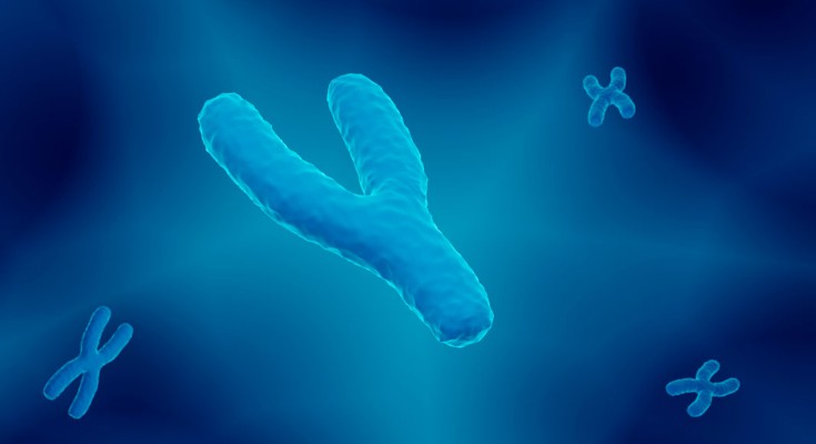 An artist's illustration of a Y chromosome, with three X chromosomes in the background