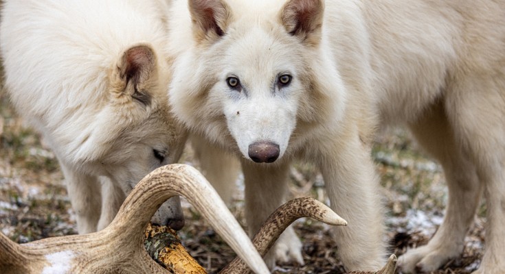 A wolf with white fur looks into camera. Another wolf is nosing a tusk on the ground