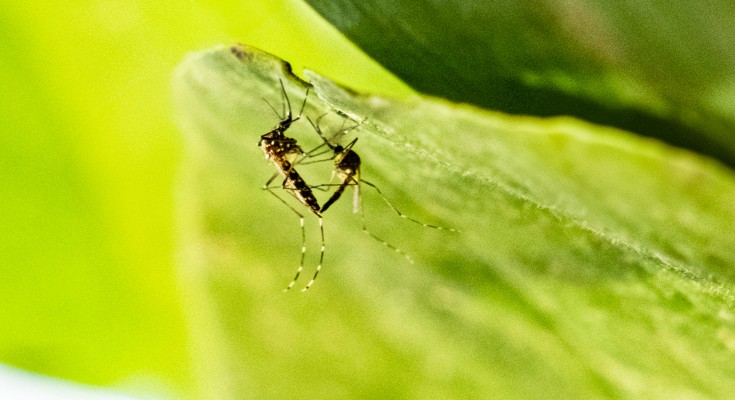 A close-up image of two mosquitos copulating on a green leaf