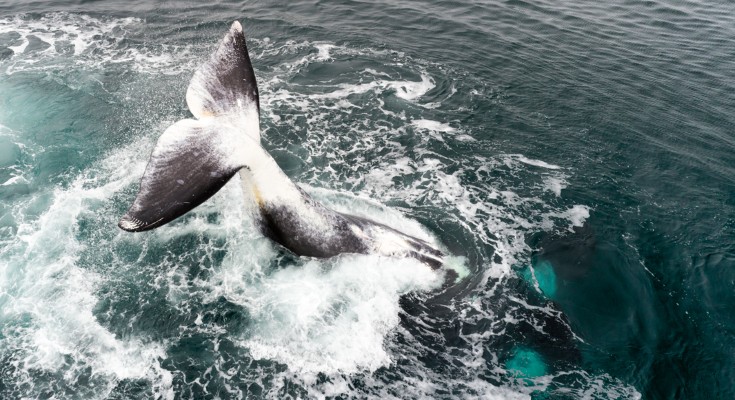 An aerial view of a bow whale's tail reaching out and slapping the water