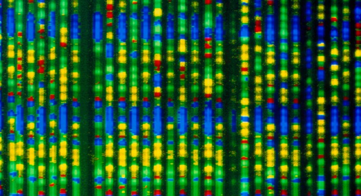 A computer image of a coloured autoradiogram showing sequenced cDNA in vertical lines in red, green, yellow and blue colours
