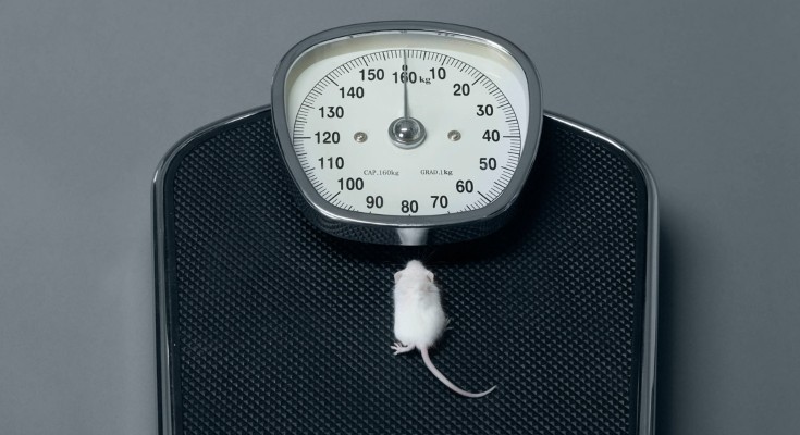 A photograph of a white mouse on some bathroom scales