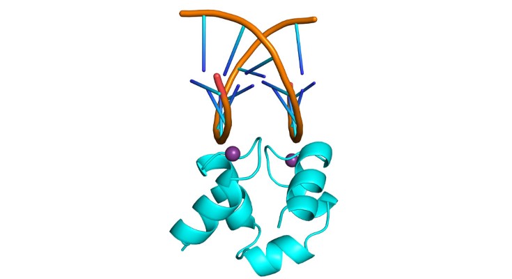 A computer-generated image of a hairpin helix