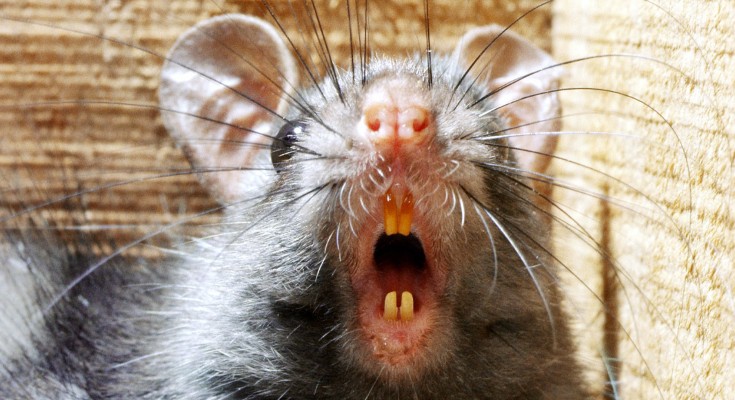 A photo of a black rat with its mouth open, and teeth visible