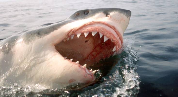 A large great white shark emerging from the water with its mouth open, teeth showing