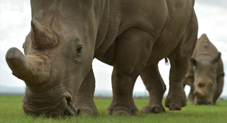 A rhino with it's snout towards the ground. There is another rhino in the background