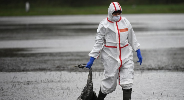 A masked person in protective coveralls carries a crane believe to have died of bird flu from a waterlogged field.