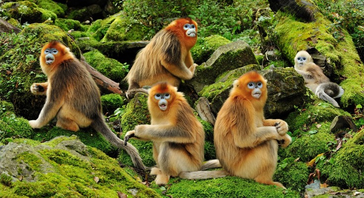 A group of golden snub-nose monkeys sit on mossy rocks, looking at the camera