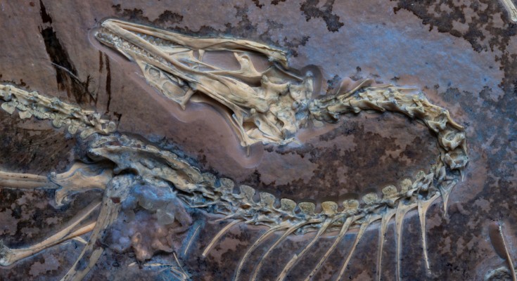 Close up on the skull and curved back bones of the Chicago Archaeopteryx, shown under UV light with areas of soft tissues shown in light blue