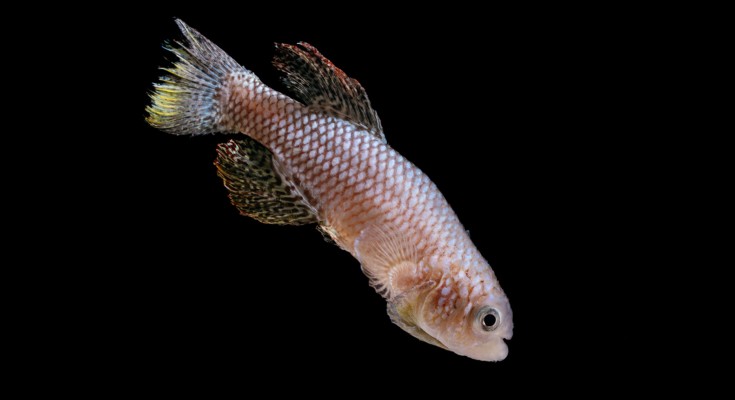 Close-up of an African killifish swimming downwards and to the right on a black background