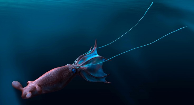 Artist’s impression of an extinct Nanaimoteuthis species, often called krakens