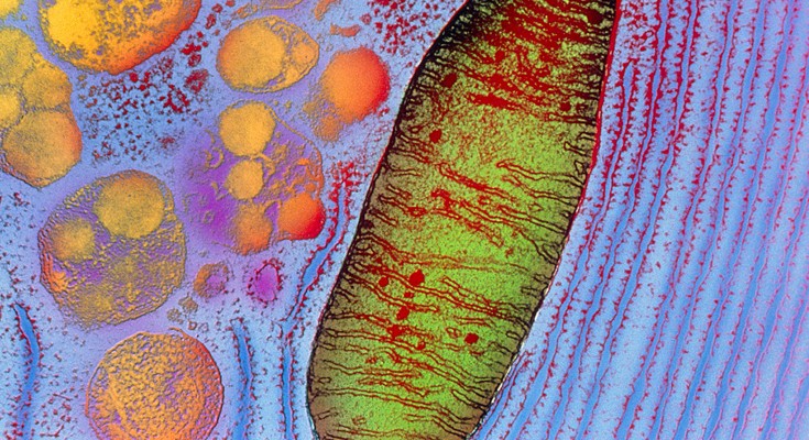 Coloured Transmission Electron Micrograph of a mitochondrion inside a cell, showing the double outer membrane and numerous internal membranes