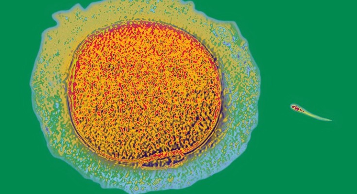 An image of a sperm cell, coloured in yellow and red, swimming towards an egg cell, coloured in red, orange and blue, on a green background
