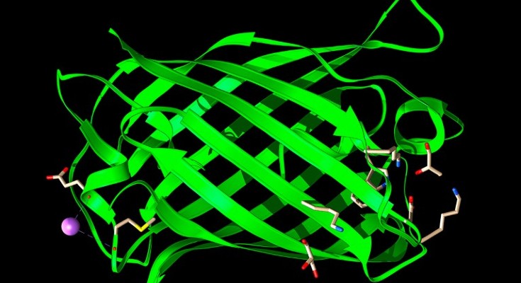 Molecular model of the Bright green fluorescent protein StayGold from Cytaeis uchidae.