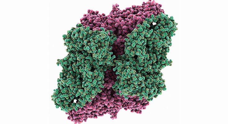 Computer model showing the 4-chain-structure of bacterial beta-galactosidase