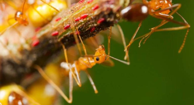 Close-up view of a few yellow crazy ants hanging from the bottom of a woody-looking plant stem with red specks on it.