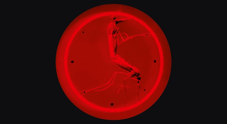 mosquitoes that look like the hour and minute hands of a clock