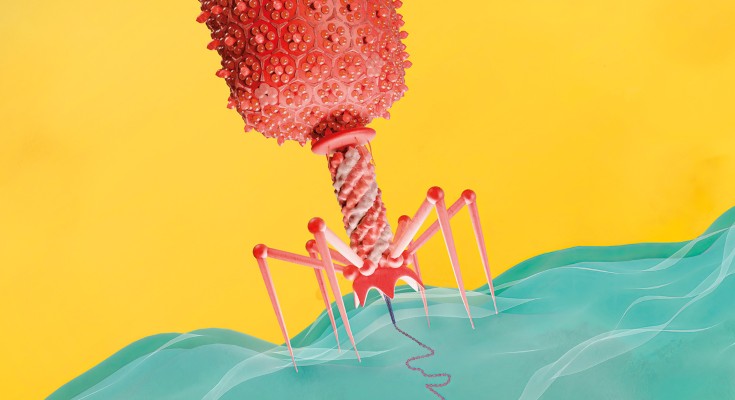 a bacteriophage is attached to the surface of a bacterial host, injecting its DNA inside