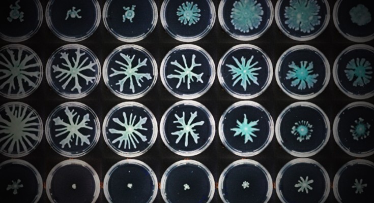 blue colonies in petri dishes show patterns of expansion in root-like growths