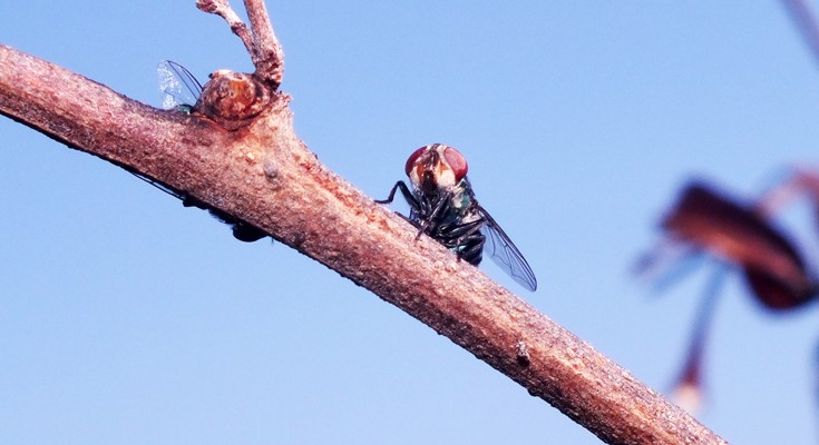 a fly sitting on a tree branch