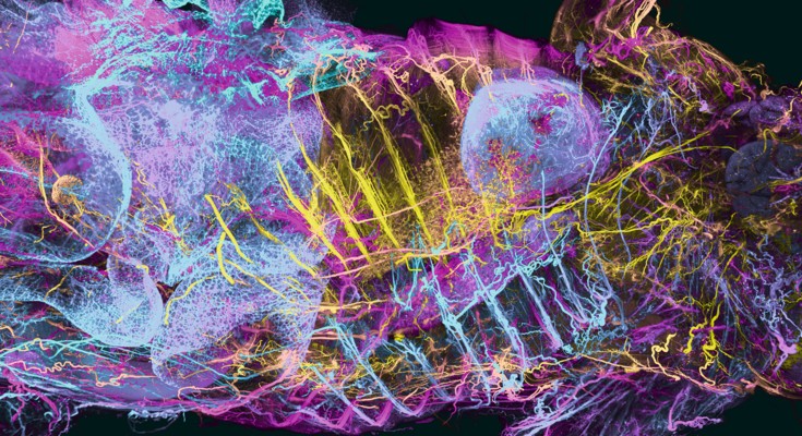 Image of a whole mouse body with depth color-coding of a neuronal marker.
