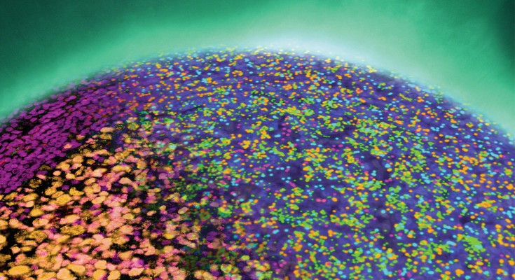 Color-enhanced image showing single-cell fluorescence measurements of protein and mRNA in the human lymph node.
