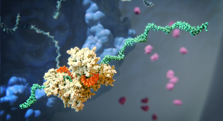 2 ' - o -十六烷基(C16)共轭siRNA(橙色)与RISC(白色)和mRNA(绿色)复合体的模型。Brown等人表明，c16共轭siRNA在中枢神经系统、眼睛和肺中实现了高效、持久的靶向基因沉默。