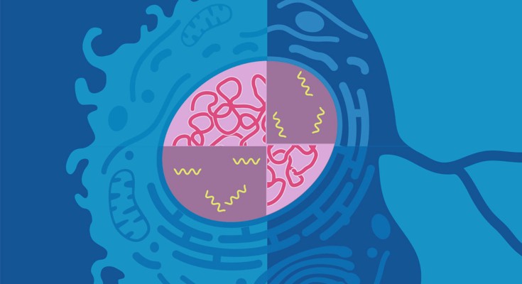Perturbations that convert stem-like, atypical teratoid rhabdoid tumor (AT/RT) cells (left) into a more differentiated, neuron-like state (right).