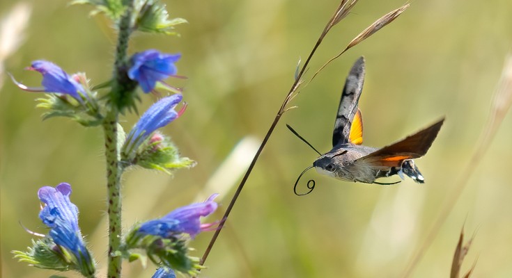 hummingbird moth