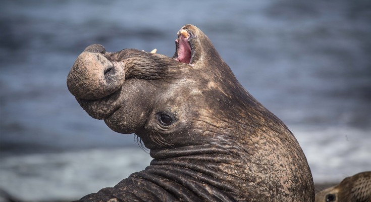 An adult male northern elephant seal vocalizing