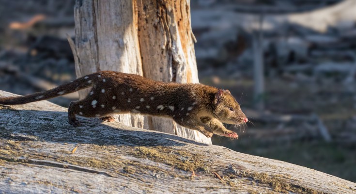 Spotted-tailed quoll running