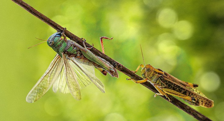 two locusts on a branch